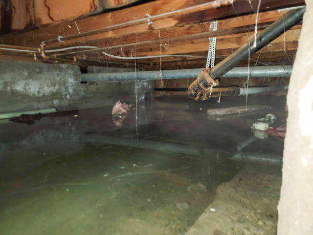 Best Mold removal after water damage  in Norton Shores, MI